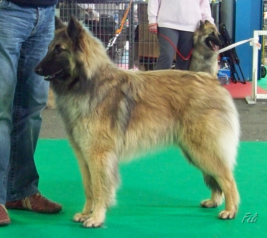 n°107 Estia Bell des loups de la tiarde 5513.JPG